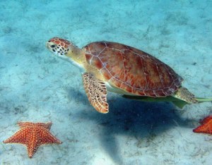 Help protect our marine life!