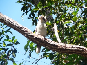 One of the kookaburras 'laughing' in the trees!