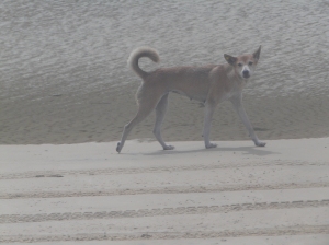One of the many dingoes roaming Fraser Island.